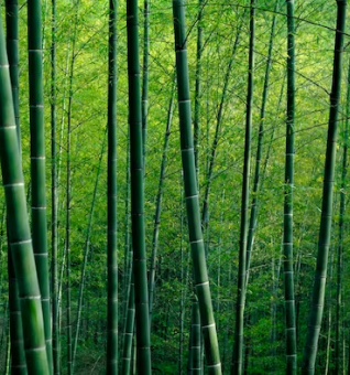 Bamboo